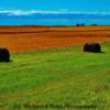 Wheat fields-near Drake, North Dakota