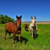 Family horse ranch~
Near Fort Ransom, ND.