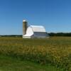 Another quaint little barn & silo.
Williams County.