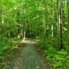 Goll Woods State Nature Park.
Williams County, Ohio.