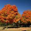 Beautiful changing trees~
(Mid-October)
Westcentral Ohio.