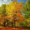 Bright autumn colors~
Wyandot County, Ohio.