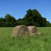 An unobtrusive hay field.
Southeast Oklahoma.