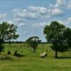 Unpretentious Oklahoma hay field in Pushmataha County.