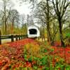 Pengra Covered bridge~
(built in 1938)
Lane County, Oregon.