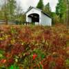 Wendling Covered Bridge~
(opposite angle)