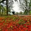 Earnest Covered Bridge~
(western angle)