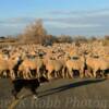 Herding sheep~
across highway 201
near Adrian, Oregon.