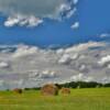 Scenic open hay field.
Jefferson County, PA.