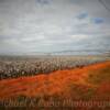 Typical South Carolina cottonfield-
near Santee, SC~