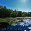 Northern South Carolina-
Lily pond~