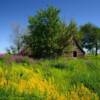 1930's chicken barn.
(spring foliage)
Near Armour, SD.