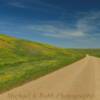 Early June ground flora.
Pennington County, SD.