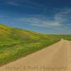 Early June ground flora.
Pennington County, SD.