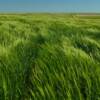 Blowing grasslands.
Haakon County, SD.