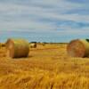Harvest hay bailing.
Mid-July.
Near Rimrock, SD.