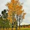 Golden balsom tree.
Eastern South Dakota.