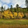 Golden autumn foliage.
Black Hills, SD.