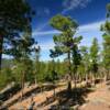Balsom Pines.
Black Hills, SD.