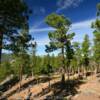 Balsom Pines.
Black Hills, SD.