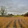 Another typical prairie scene.
Southern Day County.