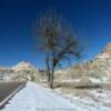 Lone bald tree in March.
Badlands Park.