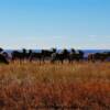 Grazing goat-near Cedar Pass, South Dakota