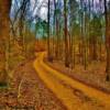 Scenic 'forestry trail'
along the Natchez Trace Pkwy