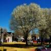 Savannah, Tennessee
Courthouse grounds