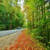 Fallen leaves along the
Little River Road.
Northern Smoky's.