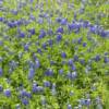 Field of Texas Bluebonnets.