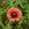 Texas 'low cut' sunflower.