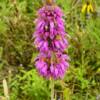 Dark purple Texas lupine.