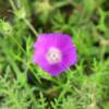 Texas lavander stump flower.