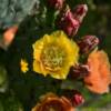 More beautiful cactus flora 
in full bloom.