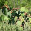 Rugged cactus shrubbery.
West Texas.