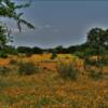 Amber spring bloom.
Southern Texas.