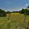 Country grass lane traversing the spring amber flora.