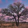 An austerely beautiful old oak
in McLennan County, Texas.