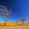 Northern Texas Plains~
Near Alanreed, Texas.
(Route 66)