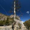 Ominous bare balsam tree.
Highway 153.
12 miles east of Beaver, Utah.