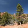 Central Utah tall pines.
Iron County.