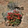 Beautiful ground flora.
Arches National Park.