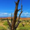 Manzanita tree-near Black Rock, Utah