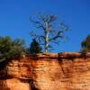 Manzanita tree~
Zion National Park.