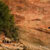 Mountain goat-
rock grazing~
Zion National Park.