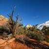 Southern Utah's Pine Valley Mountains~
Zion National Park.