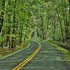 Appomattox-Buckingham
State Forest.
Southern Virginia.