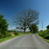 Ominous lurking oak.
Augusta County.