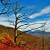 Late-autumn in central Virginia.
(Along the Blue Ridge Parkway).
